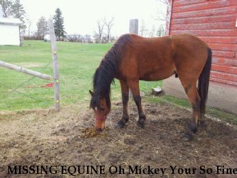 MISSING EQUINE Oh Mickey Your So Fine,  Near Minot, ND, 58703